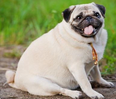 Perro pug obeso