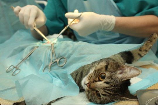 veterinario operando a un gato