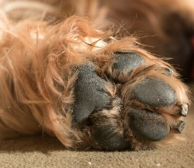 Foto de la almohadilla o cojinete de perro