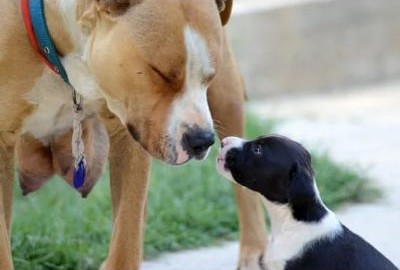 Foto de una hembra con su cachorro