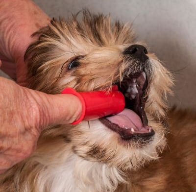 Foto de limpieza de dientes en perro