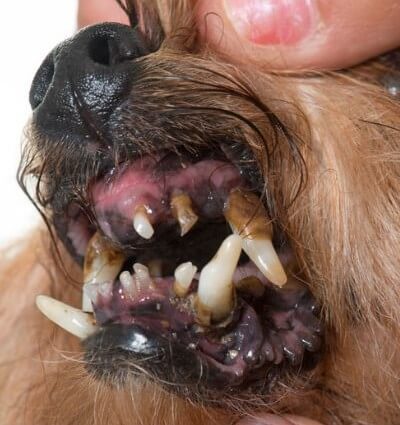 Foto de dientes de perro con sarro