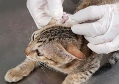 Veterinario revisando la oreja de un gato