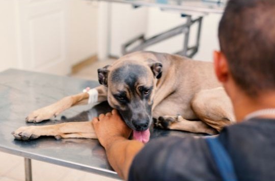 veterinario atendiendo a un perro