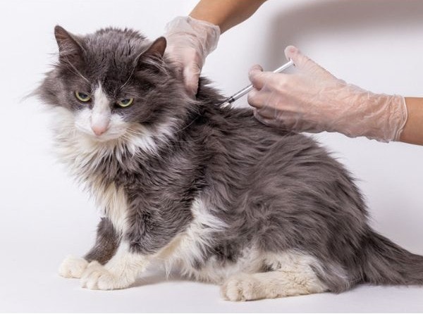 foto de veterinario vacunando a un gato