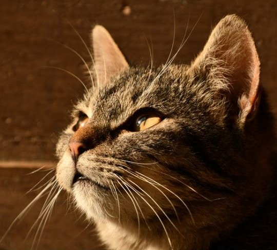 Foto de la cara de un gato