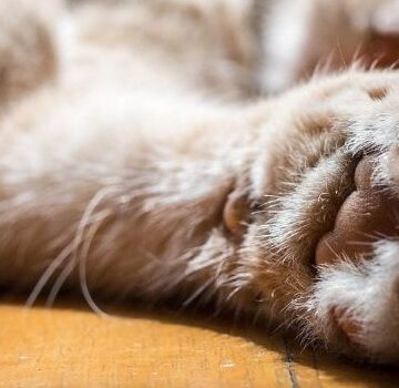 Foto de los bigotes en la pata de un gato