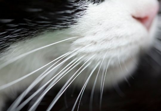 Foto de los bigotes en la cara de un gato