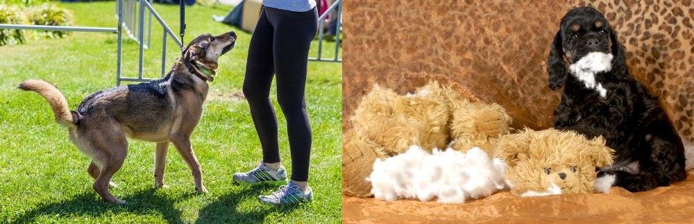 Foto de un perro con entrenador y un perro rompiendo objetos