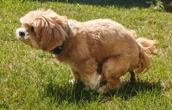 Foto de un perro defecando en el campo