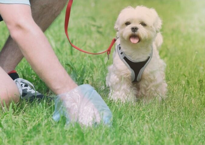 Foto de una persona recogiendo las heces fecales de su perro en el parque