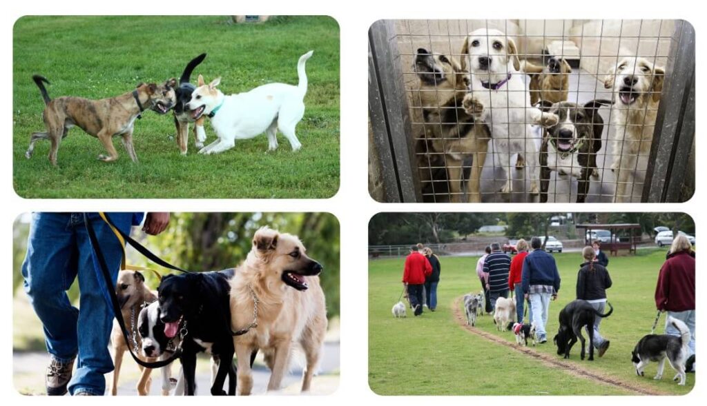 Fotos de perros jugando, entrenamiento de perros, paseador de perros, perros en jaula