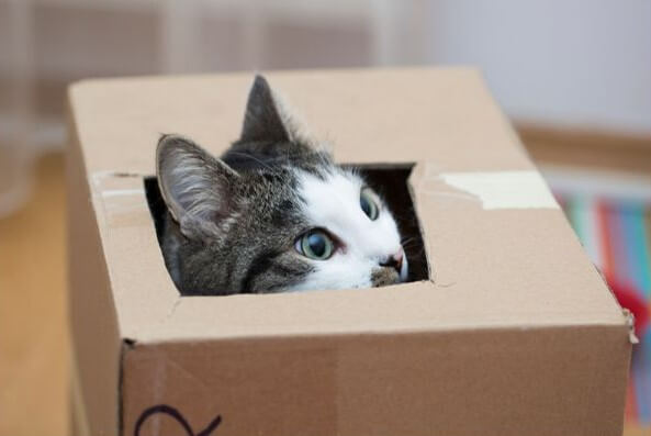 Foto de un gato asomándose por el hueco de una caja de cartón