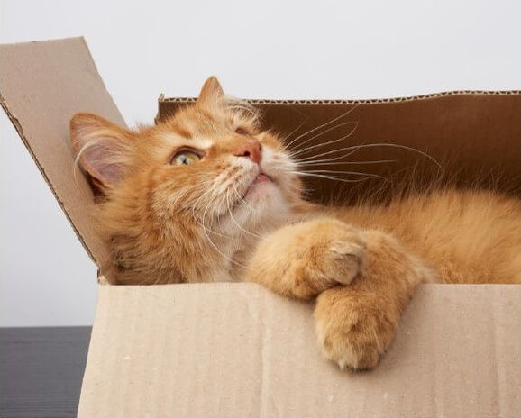 Foto de un gato descansando en una caja de cartón