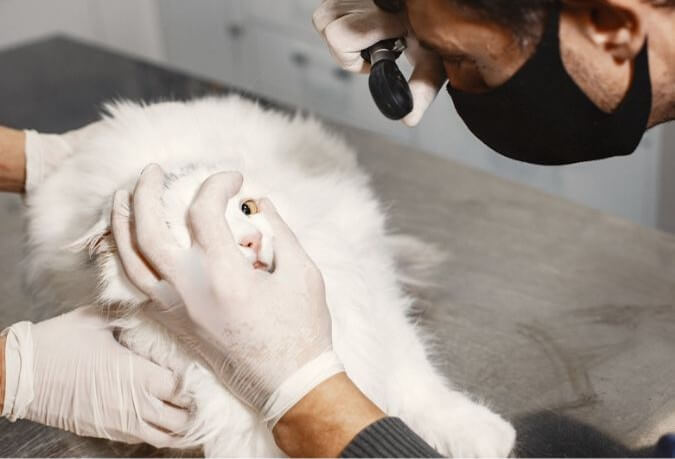 Foto de un veterinario revisando los ojos de un gato blanco