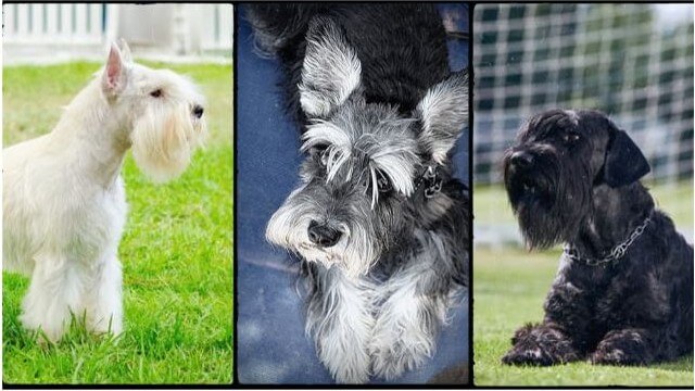 Collage de fotos con un Schnauzer miniatura blanco, uno sal y pimienta y uno negro