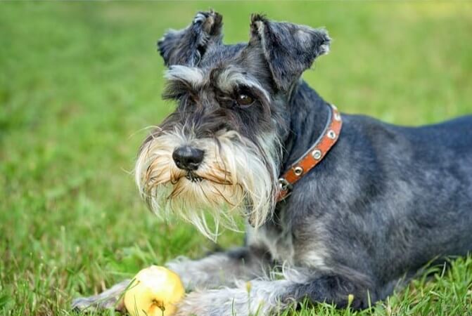 Foto de un perro Schnauzer miniatura de color sal y pimienta
