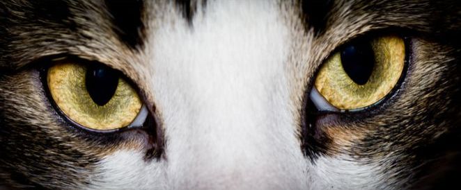 Foto de los ojos de un gato