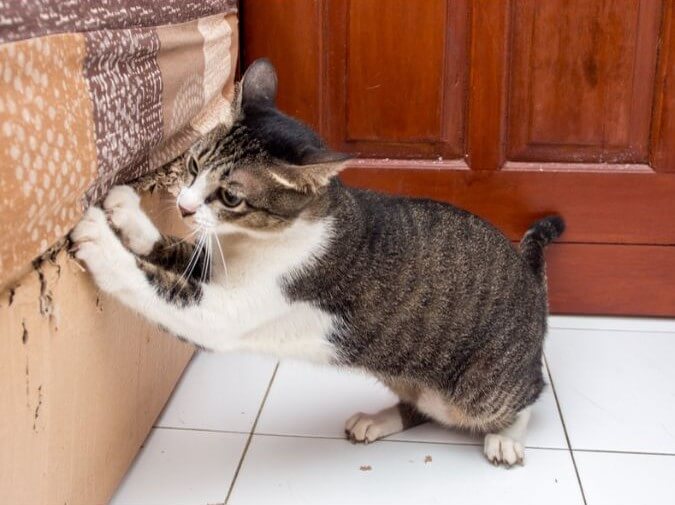 Gato arañando un mueble