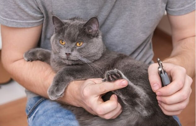 Foto de un hombre cortando las uñas a su gato