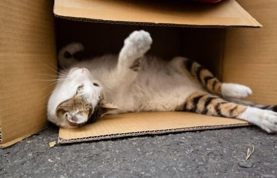 Foto de un gato jugando dentro de una caja de cartón