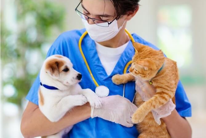 Médico veterinario cargando a un pero y un gato