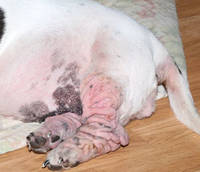 Foto de las patas de un perro con alergia por dermatitis atópica