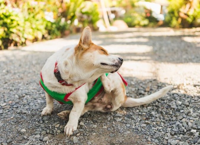 foto de un perro rascándose