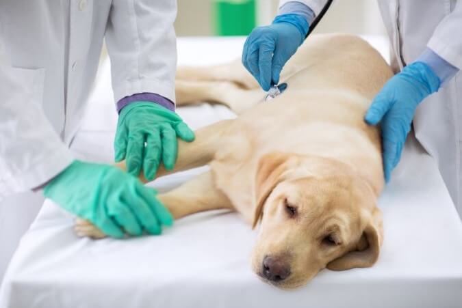 Foto de un perro enfermo atendido en un consultorio veterinario