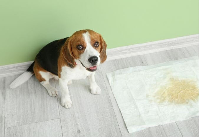 Foto de un perro que orinó
