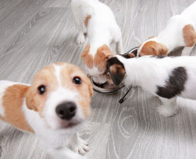 Imagen de cuatro perros cachorros comiendo del mismo plato