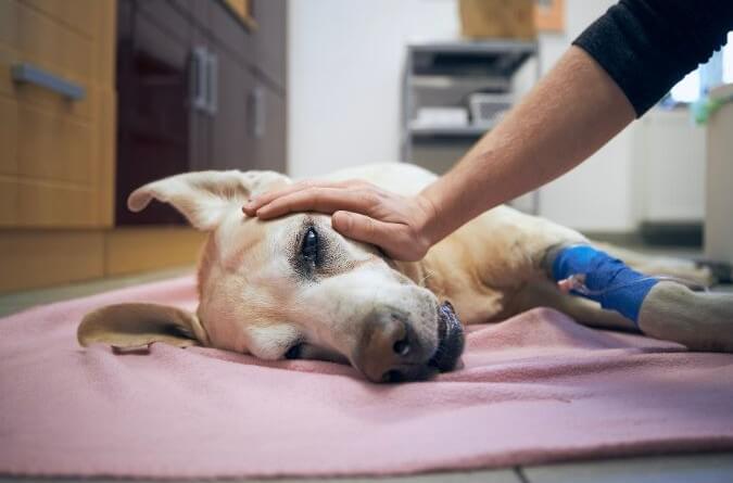 Imagen de un perro enfermo atendido en una clínica veterinaria