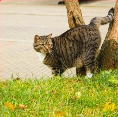 Un gato orinando un árbol para marcar su territorio