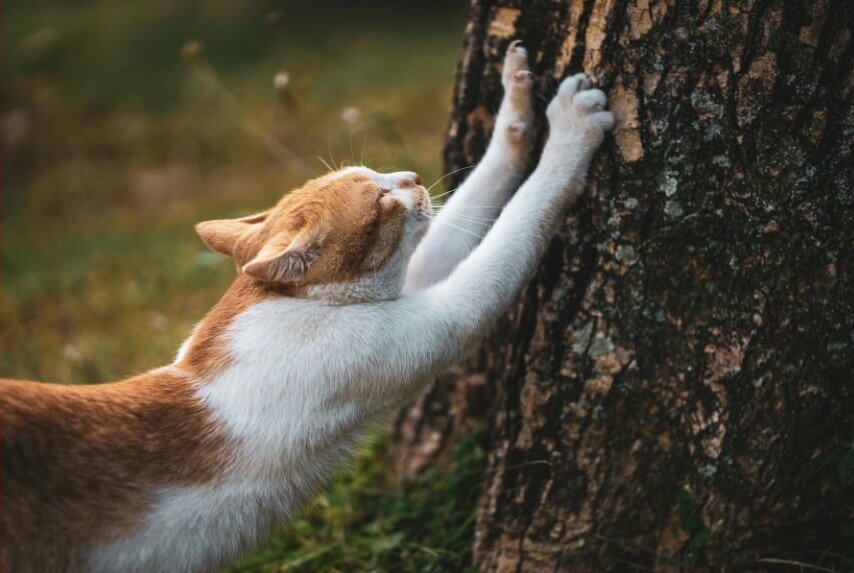 Foto de un gato rascando un árbol para marcar su territorio.