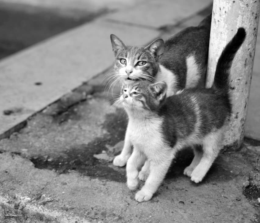 Foto de dos gatos rozándose contra un poste para marcar su territorio.