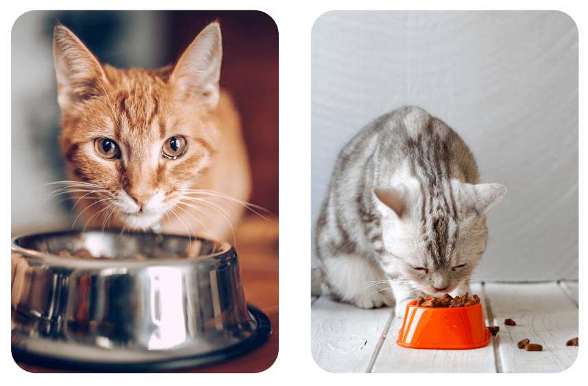 Foto de dos gatos comiendo; uno en plato de acero y otro en plato e plástico